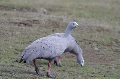 capebarrengoose 