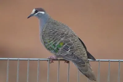commonbronzewing 
