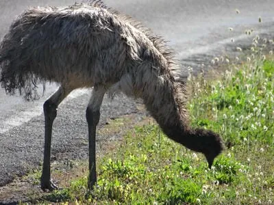 emu 