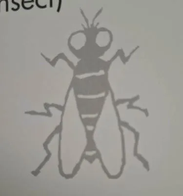 fly 