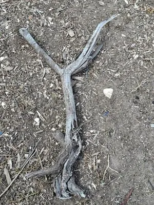 forkedstick 