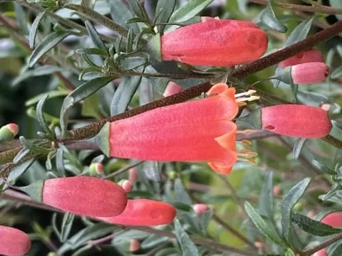 fuchsia