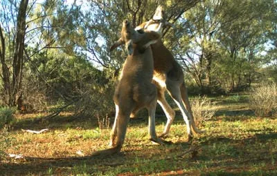 kangaroofightingmandhu 