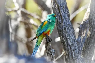parrot mulga nhandura by stuart milde