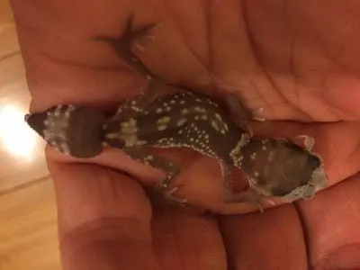 thick tailed gecko
