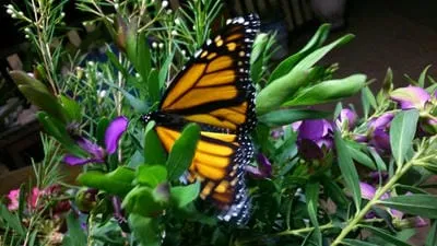 butterfly 