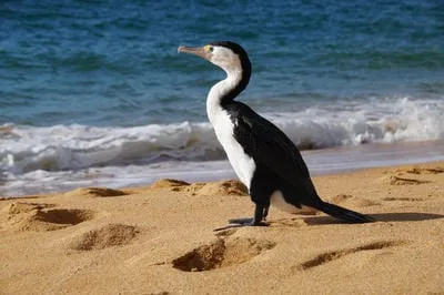 cormorant
