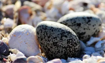 egglochiecameron 