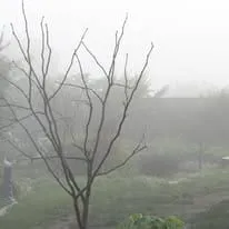fogmist 