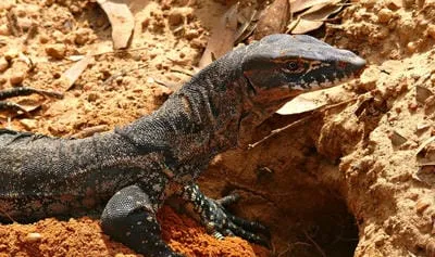 goanna