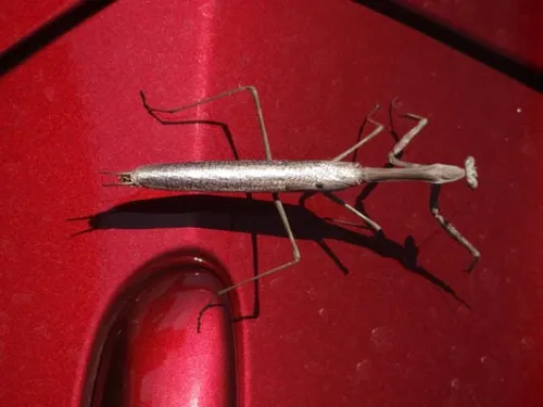 grasshopper 