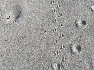 lizard track