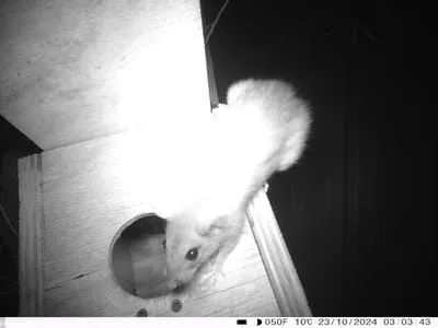 mouse 