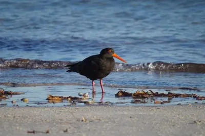 oystercatcher sooty 