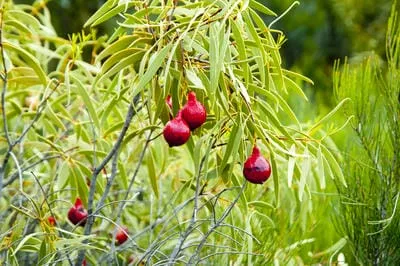 quandong gurdi