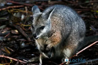 tammar wallaby female galyaru by lochie cameron