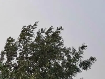wind
